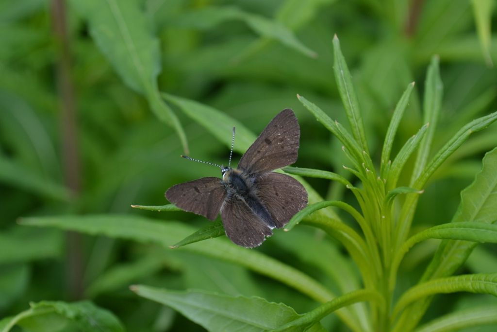 Lycaena subalpina?